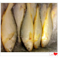 fresh frozen yellow croaker for sale